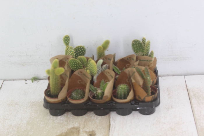 <h4>CACTUS MINI P06</h4>