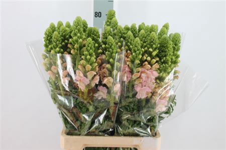 <h4>Anttirhinum Light Pink</h4>