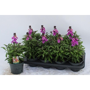 ERYS LEY PURPLE GLOW