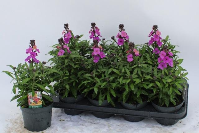 <h4>ERYS LEY PURPLE GLOW</h4>