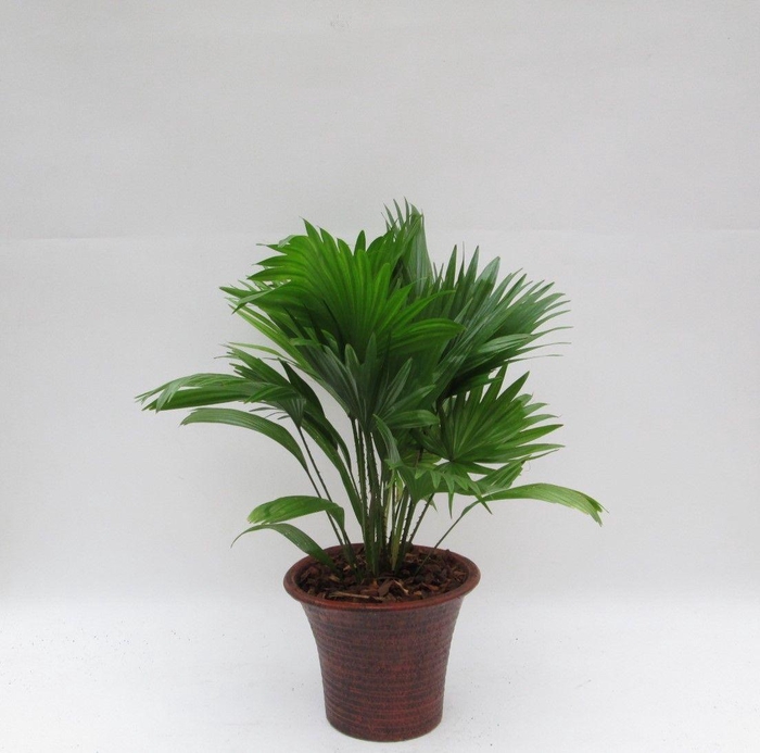 <h4>Livistona rotundifolia in hosta big bruin met schors</h4>