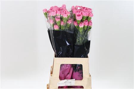 <h4>Di St Dollar</h4>