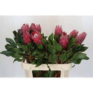 Protea Cynaroides Madiba