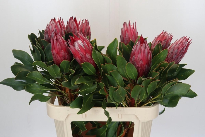 <h4>Protea Cynaroides Madiba</h4>