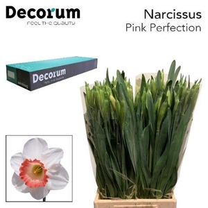 Narcissus Pink Perfection Large Box 300