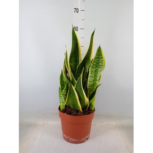 Sansevieria trifa. 'Laurentii'