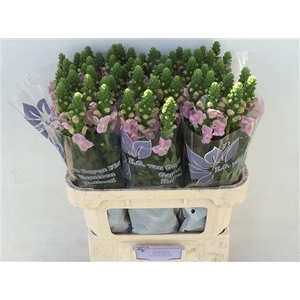 ANTIR LEGEND LI PINK