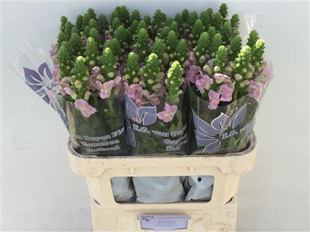 <h4>ANTIR LEGEND LI PINK</h4>