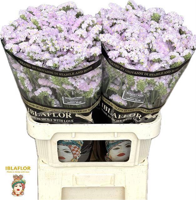 <h4>LIM S SUNDAY PINK</h4>