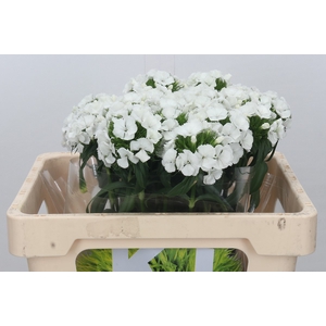 Dianthus Br Kiwi Bunny XXL