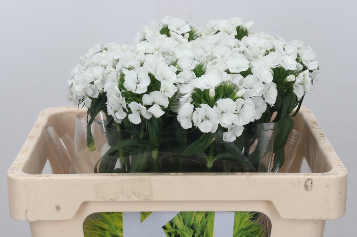 Dianthus Br Kiwi Bunny XXL