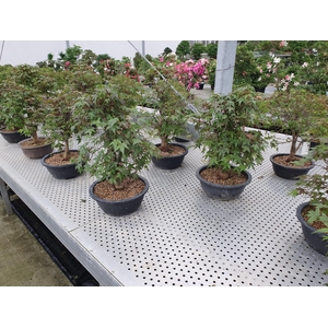 Acer palmatum 'Deshojo', in 27 cm trainingspot.