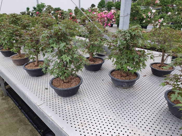 <h4>Acer palmatum 'Deshojo', in 27 cm trainingspot.</h4>
