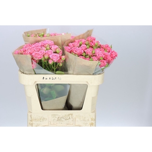 Rosa Tr Emilia