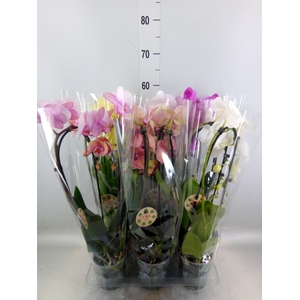 Phalaenopsis  'Elegant Cascade'