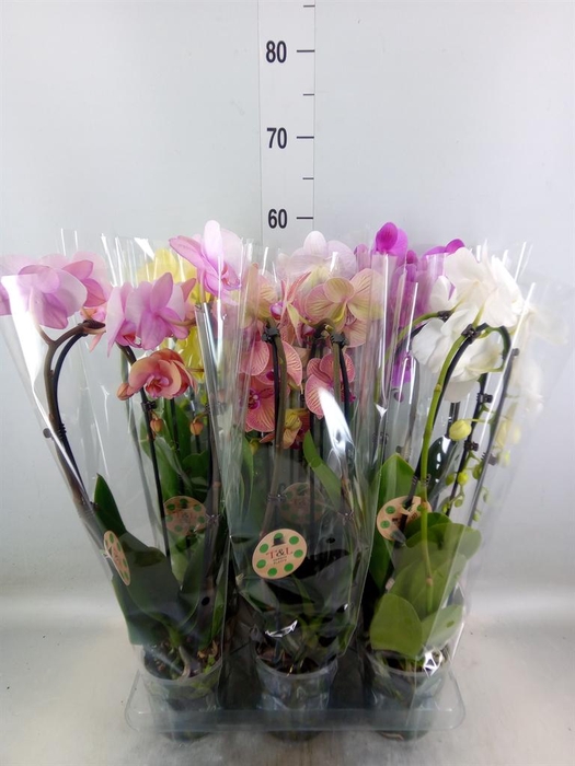 <h4>Phalaenopsis  'Elegant Cascade'</h4>