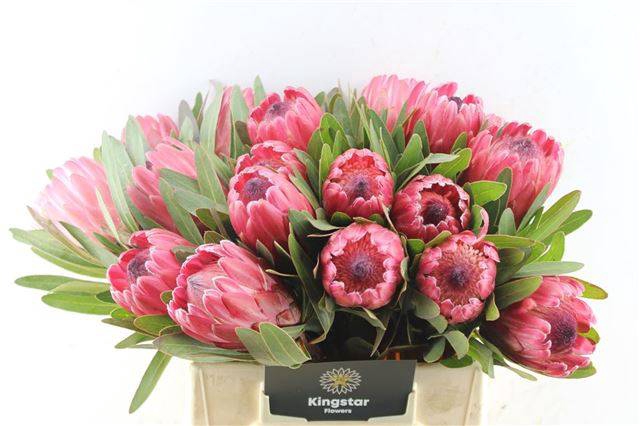 <h4>PROTEA RED ICE</h4>