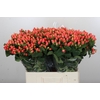 Hypericum Magical Royal Princess