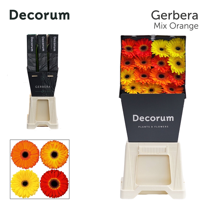 <h4>Gerbera Mix Orange</h4>