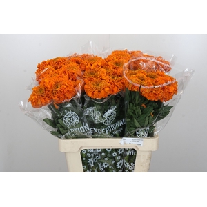 Tagetes Marigold Promise Orange