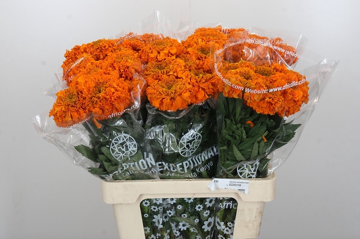 <h4>Tagetes Marigold Promise Orange</h4>