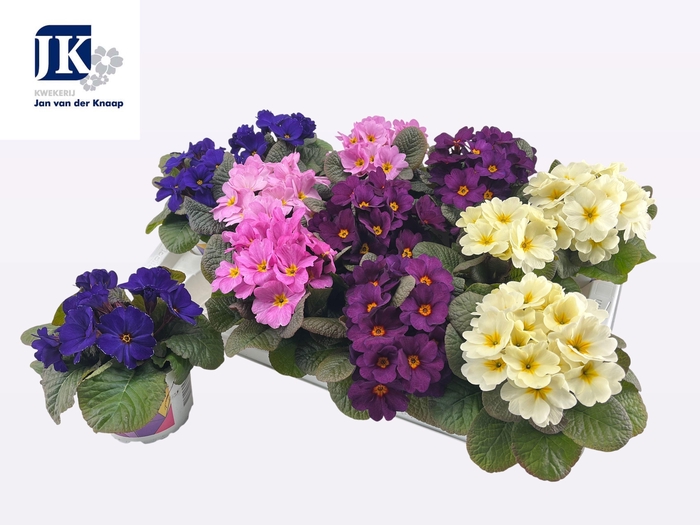 <h4>PRIM AC OBSID GEM</h4>