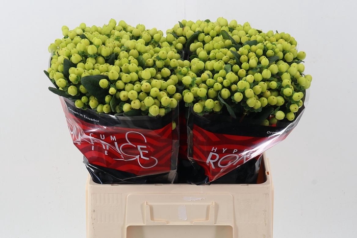 <h4>Hyp Smiley Rom 60cm</h4>