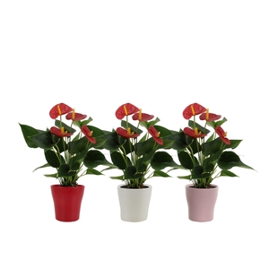 Anthurium 12 cm Success Red in Alicante ceramics