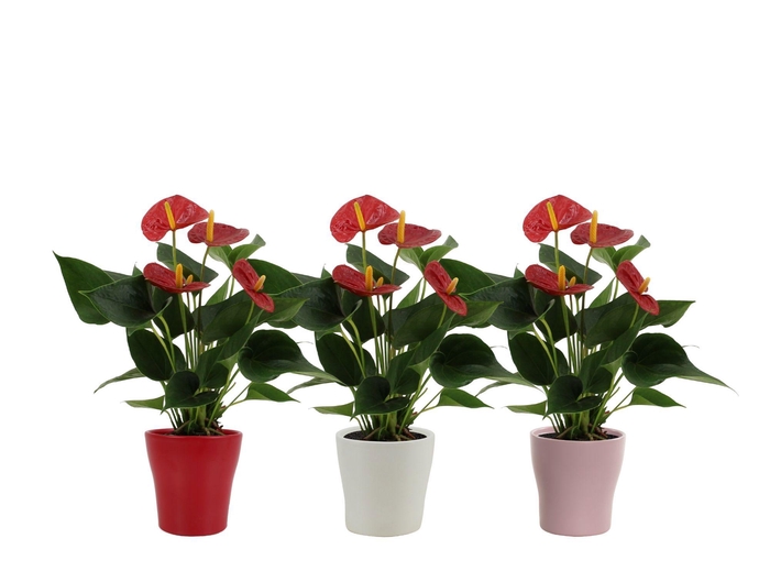 <h4>Anthurium 12 cm Success Red in Alicante ceramics</h4>