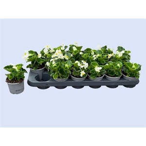 Begonia Semperflorens Grp 'Volumia White'