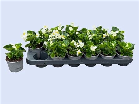<h4>Begonia Semperflorens Grp 'Volumia White'</h4>