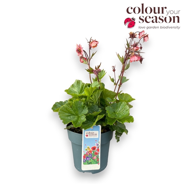 <h4>Geum 'Tempo Rose'</h4>