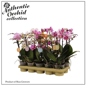 Phalaenopsis Multifl. gemengd 5 kleuren