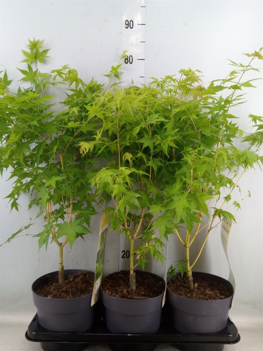<h4>Acer palmatum</h4>