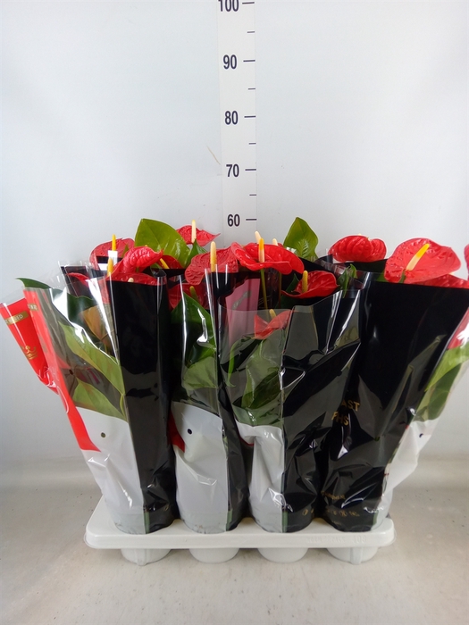 <h4>Anthurium andr. 'Madural'</h4>