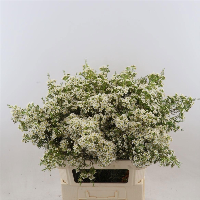 <h4>Chame Un Arbel White</h4>