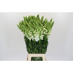 Antirrhinum Potomac White