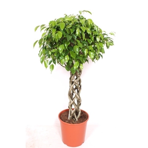 Ficus Be Exotica Gevlochten Stam