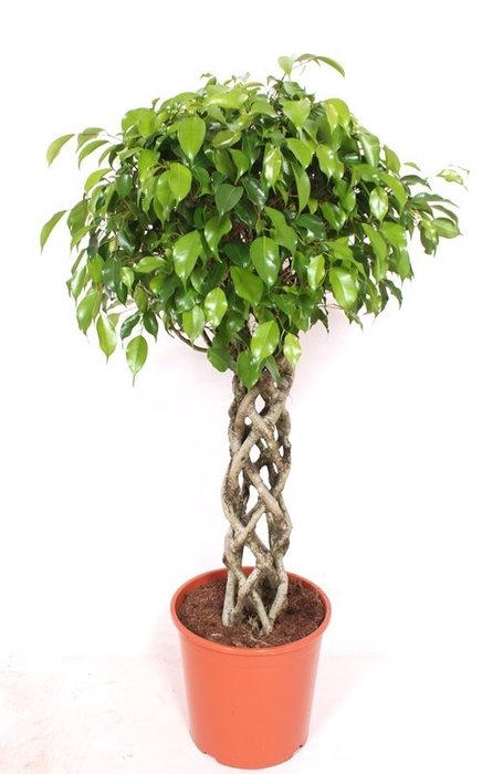 <h4>Ficus Be Exotica Gevlochten Stam</h4>