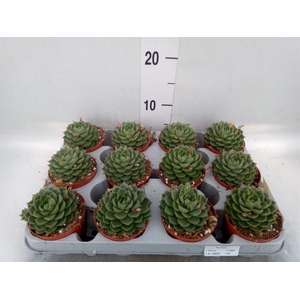 Echeveria ...
