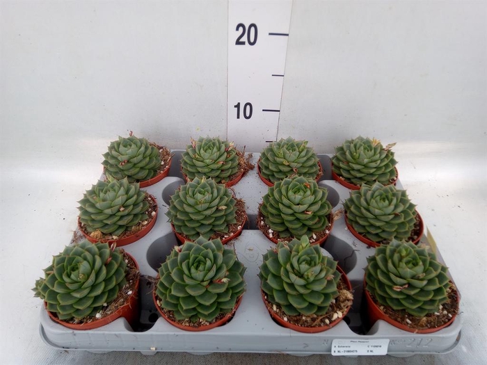 <h4>Echeveria   ...</h4>