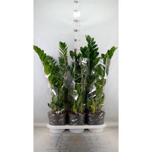 Zamioculcas zamiifolia