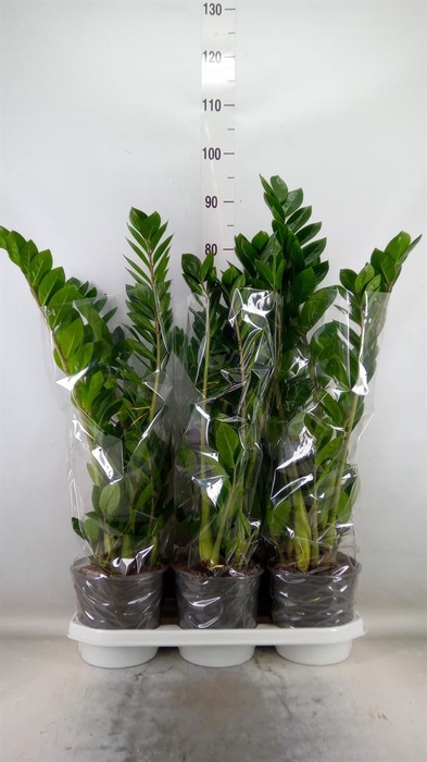 <h4>Zamioculcas zamiifolia</h4>