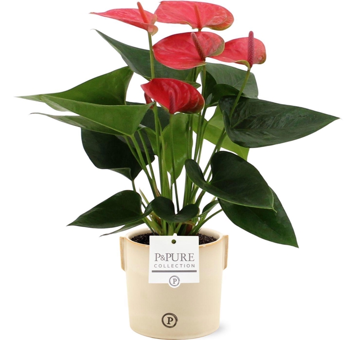 <h4>Anthurium 12 cm Sweet Dream in Pure Lauren ceramics</h4>