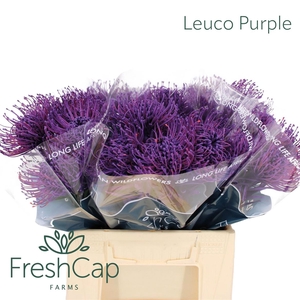 Leuco Purple
