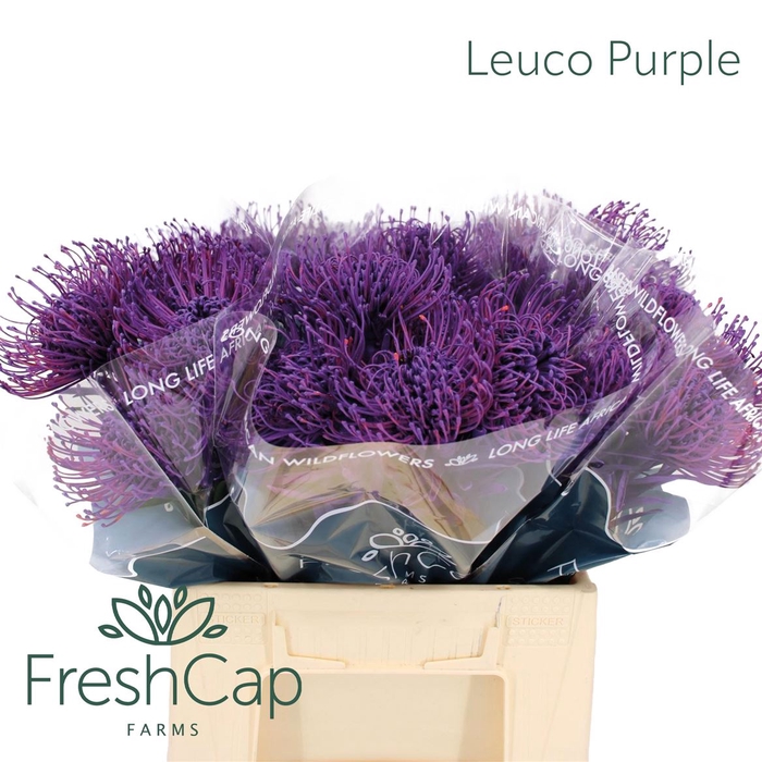 <h4>Leuco Purple</h4>