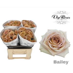 R GR BAILEY! x40