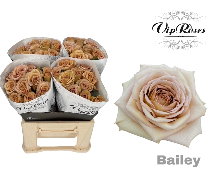 <h4>R GR BAILEY! x40</h4>