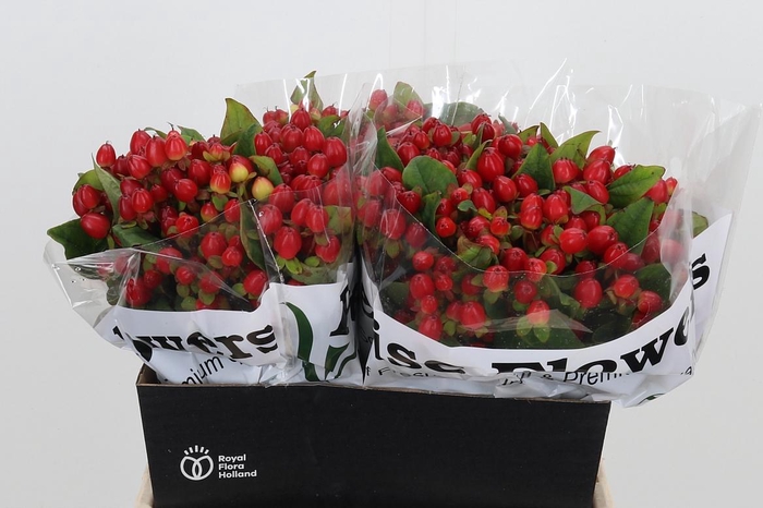 <h4>Hyp Mag Triumph</h4>