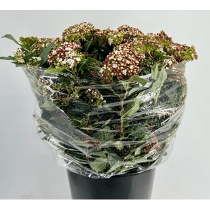 Viburnum Macrophyllum